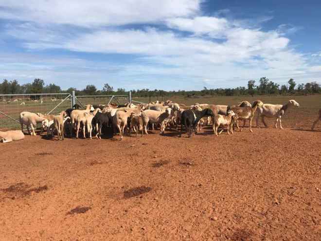 Damara Dorper x for sale