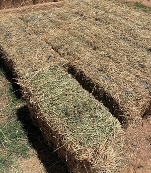 1000 x Lucerne Hay Small Bales - 2nd & 3rd cut - 2nd grade