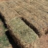 1000 x Lucerne Hay Small Bales - 2nd & 3rd cut - 2nd grade