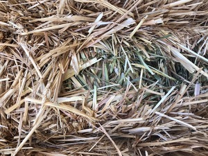 50t Wheaten/Rye Hay PRICE REDUCED 