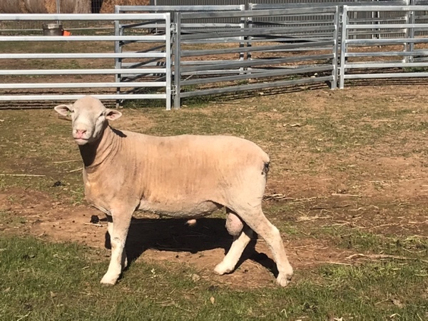 Poll Dorset Rams, Stud Flock No 258