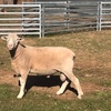Poll Dorset Rams, Stud Flock No 258