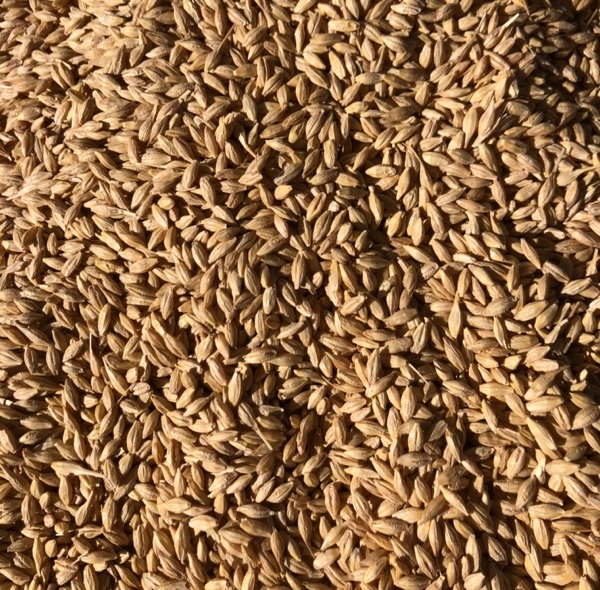 40-50mt Barley