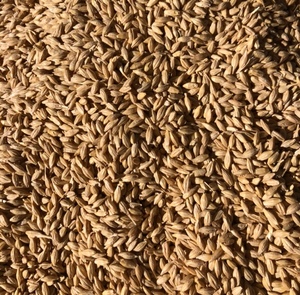 40-50mt Barley