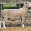 Under Auction - Lot 28 Highlander Ram 191134 (DLE Ram Auction A100 - 10th Sept via Auctionsplus) 