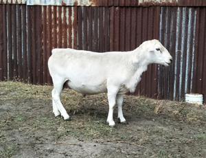 Australian White Ram
