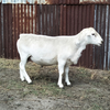 Australian White Ram