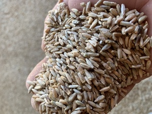 Bevy Cereal Rye