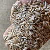 Bevy Cereal Rye