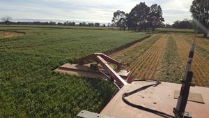 500mt Wheaten Hay 640kg 8x4x3 Bales
