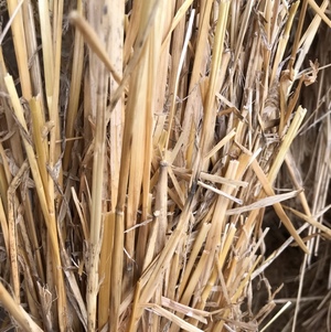 Windrowed Barley  Straw for sale in 8x4x3’s - been through stripper front