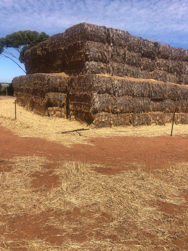 Oaten Hay Large squares 