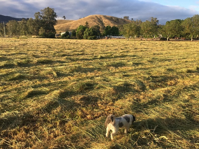 New season rye grass large round bales