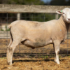 Under Auction - Lot 26 Highlander Ram 190709 (DLE Ram Auction A100 - 10th Sept via Auctionsplus) 