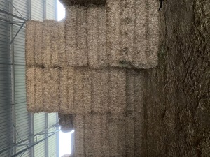 RYE GRASS HAY 8X4X3 SHEDDED