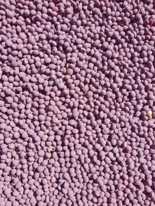 17/mt of Rasina vetch cleaned, graded & pickled. Ready to go.