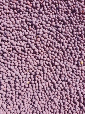 17/mt of Rasina vetch cleaned, graded & pickled. Ready to go.