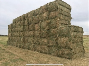 Premium clover/ ryegrass pasture hay