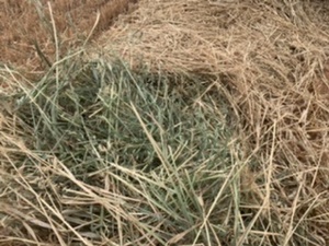 Oaten hay