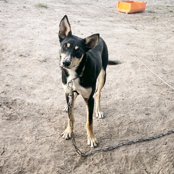Registered working kelpie 