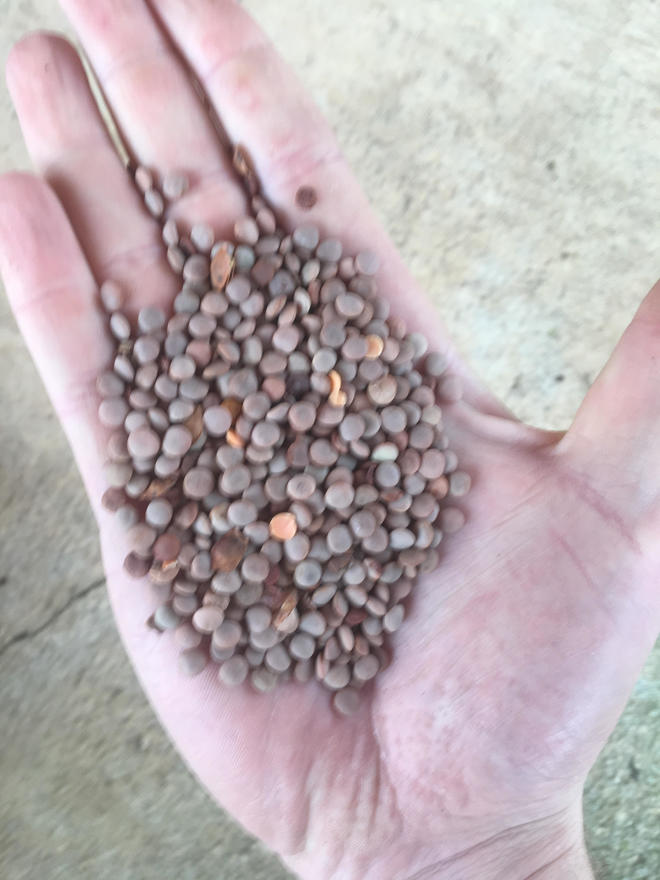 44T Feed Lentils Ex-Farm