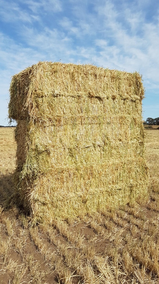 500mt Barley Hay 600-650kg 8x4x3 Bales (New Season 2019-2020)