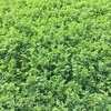 Prime Lucerne Silage