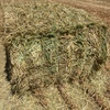 200mt Oaten Hay 600kg 8x4x3 Bales