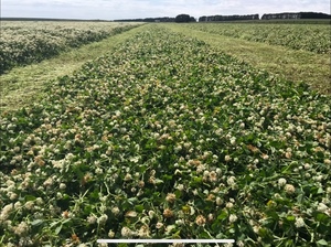 Pure sub clover/balansa clover hay