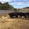 19 EU accredited PTIC Angus heifers.