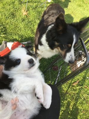 Border Collie Puppies