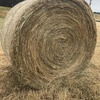  PASTURE HAY - 5FT ROUNDS - WEED FREE