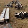 Sinch Square Bale Feeder 8 bale model