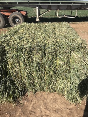 Oat silage 