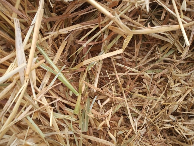 Chaff Quality Oaten Hay Rolls