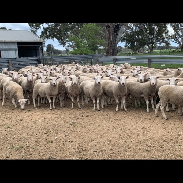 Maternal Comp Rams 