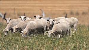 Irwin Stockfeed Performance Pellets