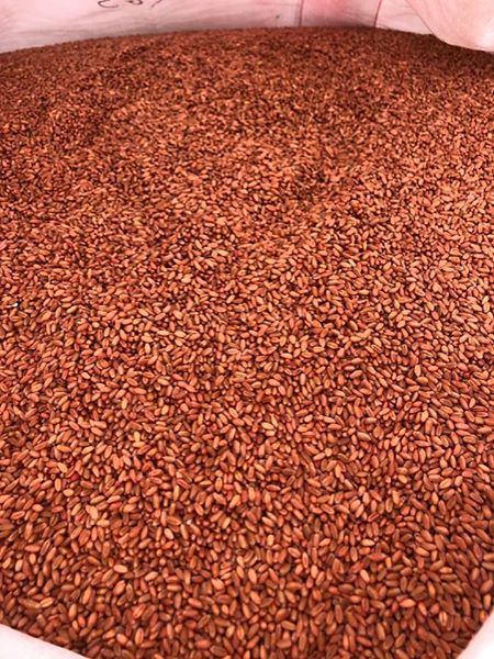 Naparoo beardless wheat - graded & treated