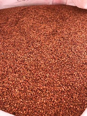 Naparoo beardless wheat - graded & treated