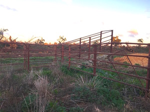 Cattle yard