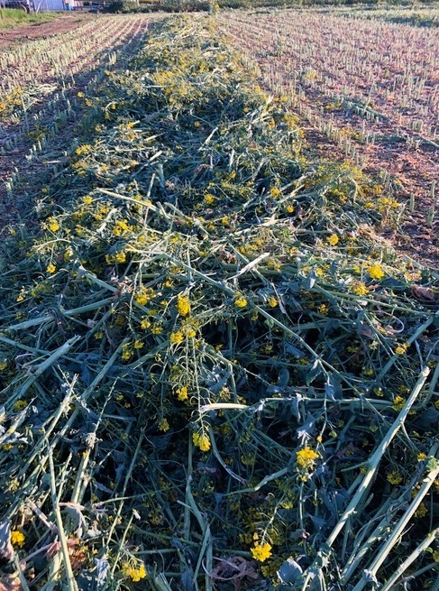 Canola Silage Updated listing 