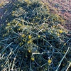 Canola Silage Updated listing 