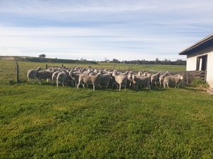 20 Poll Dorset & White Suffolk flock Rams