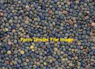 WANTED 1500mt Lentils New Crop 