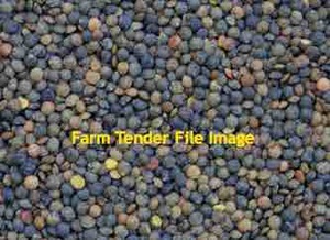 WANTED 1500mt Lentils New Crop 