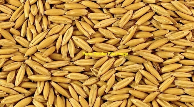 Oats seed . Grazing Oat