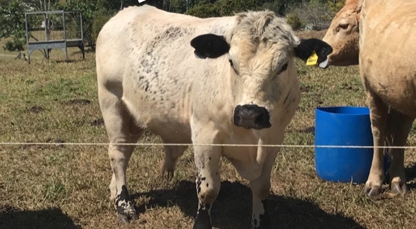 Purebred Speckle Park Bull for sale