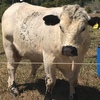 Purebred Speckle Park Bull for sale