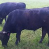 Wagyu Full Blood (Stud) Bulls for sale