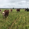 Station mated Hereford Cow w/calves at foot